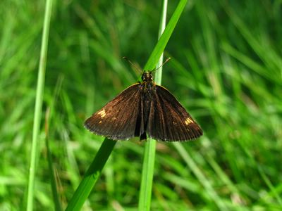 <i>Heteropterus morpheus</i>