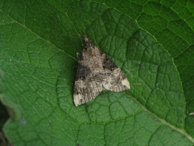 Hypena obsitalis
