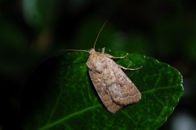Hoplodrina octogenaria