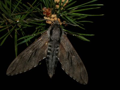 Hyloicus pinastri