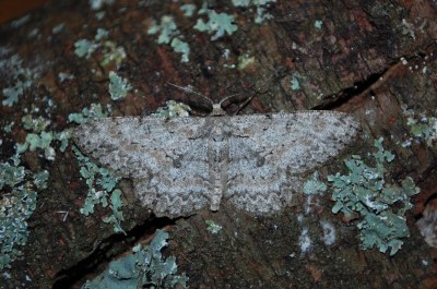 Hypomecis punctinalis