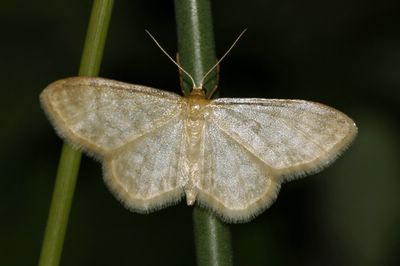 Idaea dilutaria