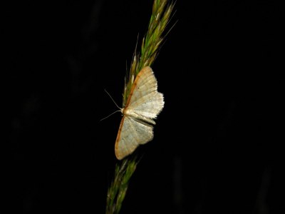 Idaea humiliata