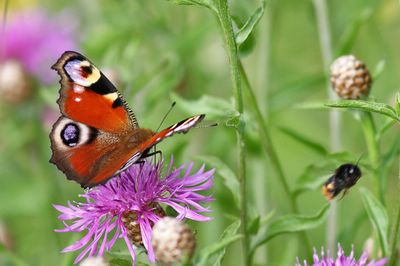 <i>Aglais io</i>