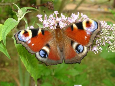 <i>Aglais io</i>