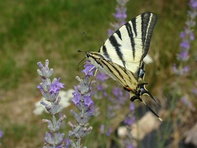 <i>Iphiclides podalirius</i>