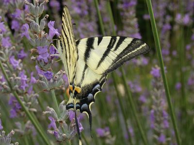 <i>Iphiclides podalirius</i>