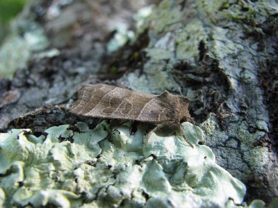 Ipimorpha retusa