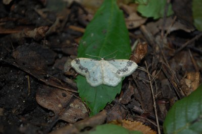 <i>Idaea trigeminata</i>