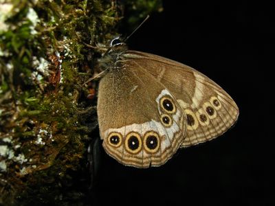 <i>Lopinga achine</i>