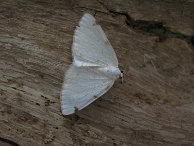 Lomographa bimaculata