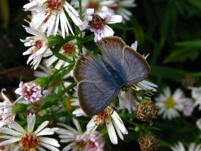 <i>Lampides boeticus</i>