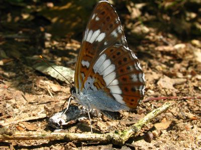<i>Limenitis camilla</i>