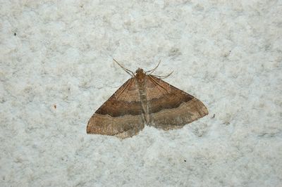 <i>Larentia clavaria</i>