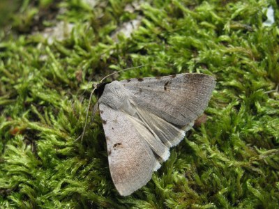Lygephila craccae