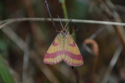 Lythria cruentaria