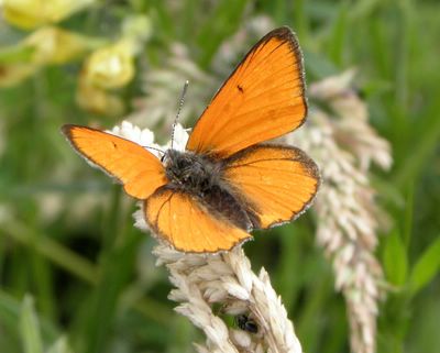 <i>Lycaena dispar</i>