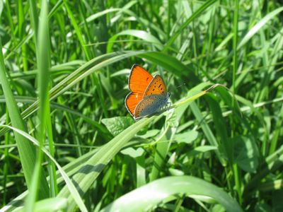 <i>Lycaena dispar</i>