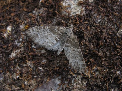 Lobophora halterata