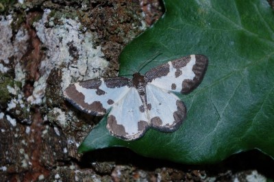 Lomaspilis marginata