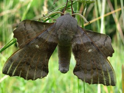 <i>Laothoe populi</i>
