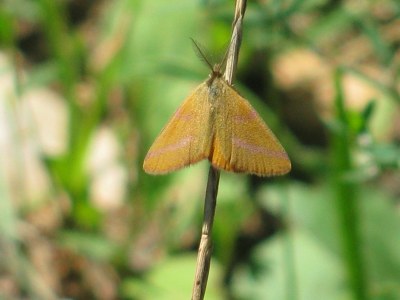 Lythria purpuraria