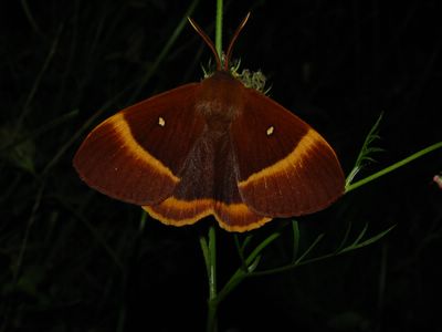 <i>Lasiocampa quercus</i>