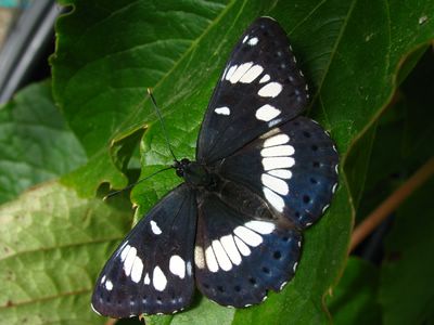 <i>Limenitis reducta</i>