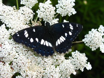 <i>Limenitis reducta</i>