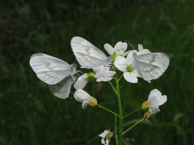 <i>Leptidea sinapis</i>