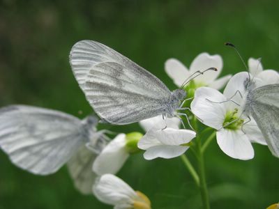 <i>Leptidea sinapis</i>