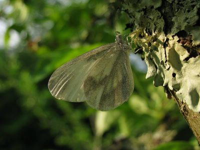 <i>Leptidea sinapis</i>
