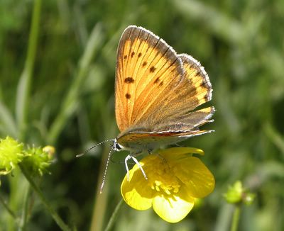 <i>Lycaena dispar</i>