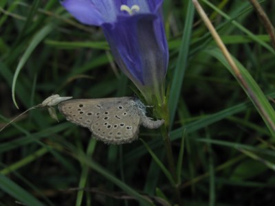 Phengaris alcon