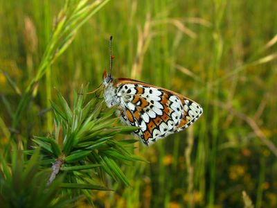 <i>Melitaea cinxia</i>
