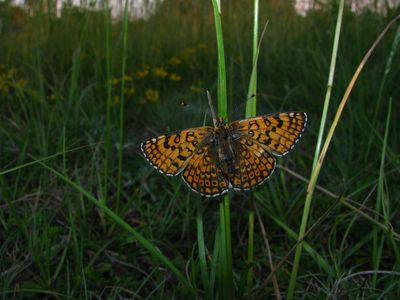 <i>Melitaea cinxia</i>
