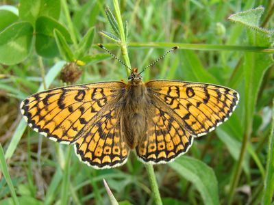 <i>Melitaea cinxia</i>