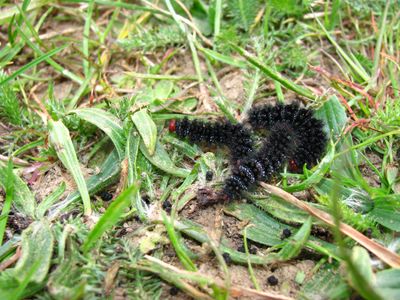 <i>Melitaea cinxia</i>