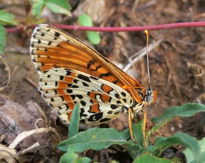 <i>Melitaea didyma</i>