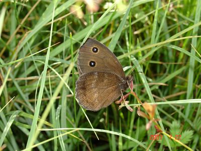<i>Minois dryas</i>
