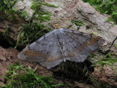 Macaria liturata