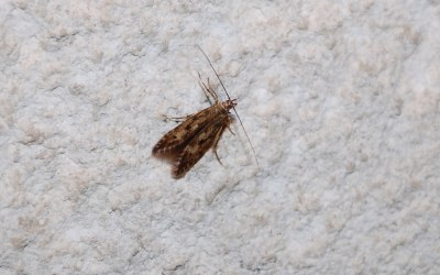 Monochroa lucidella