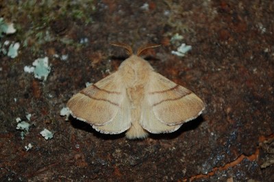 Malacosoma neustria
