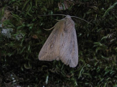 Leucania obsoleta
