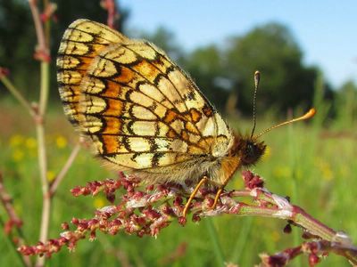 Melitaea parthenoides