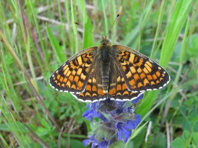 <i>Melitaea phoebe</i>