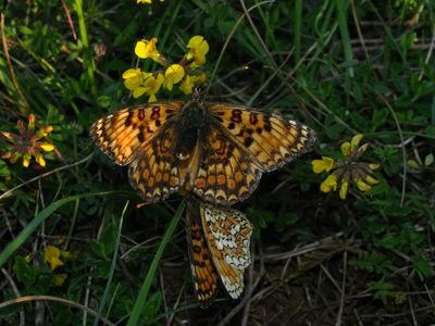 <i>Melitaea phoebe</i>