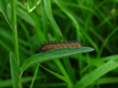 <i>Melitaea phoebe</i>