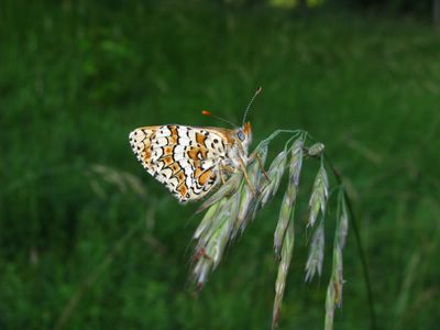 <i>Melitaea phoebe</i>