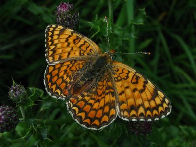 <i>Melitaea phoebe</i>